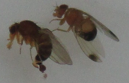 Drosophila suzukii - Azijska vinska mucica 01.jpg